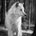 the-new-alpha41018 avatar