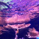 the-ocean-night avatar