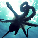 the-octopus-queen avatar
