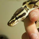 the-oddfellows avatar