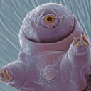 the-omniscient-tardigrade avatar