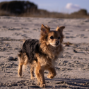 the-optimistic-writer avatar