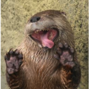 the-otter-who-speaks-legalese avatar