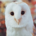 the-owl-galaxies-blog avatar