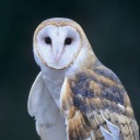 the-owls-craft avatar