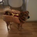 the-passion-is-dying avatar