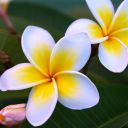 the-pasta-surveyor avatar