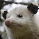 the-paulociraptor avatar