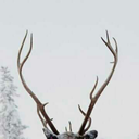 the-peoples-will avatar