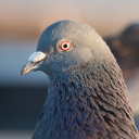 the-pigeon-flock avatar