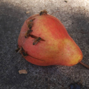 the-plantman-is-queer avatar