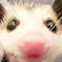 the-possum-posting avatar