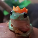 the-queen-of-frogs avatar