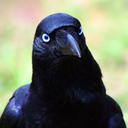 the-rabbit-and-the-crow avatar