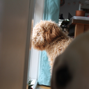 the-rain-on-a-tin-roof avatar