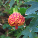 the-random-factor avatar