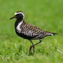 the-ravenlunatic avatar