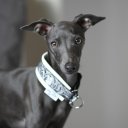 the-real-azor avatar