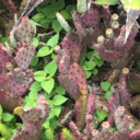 the-real-ginger5 avatar