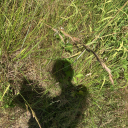 the-real-kilgore-trout avatar