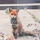 the-reblog-frog avatar