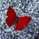 the-red-butterfly avatar