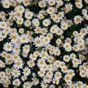 the-rocket-woman avatar