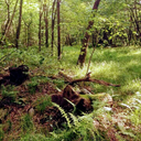 the-rolling-libero avatar