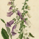 the-royal-brat avatar