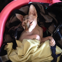 the-rudedoll-blog avatar