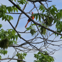 the-sarah-siddons-society avatar