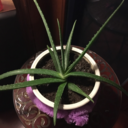 the-savage-dragon avatar