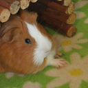 the-savvy-cavy avatar