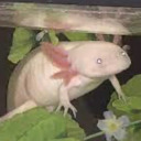 the-seabunny-system avatar