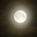 the-secret-life-of-bi avatar