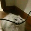 the-serotonincult avatar