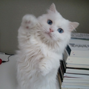 the-setting-tide avatar