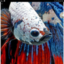 the-shameless-creative avatar