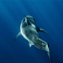 the-shark-blog avatar