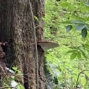 the-shelf-mushroom-in-this-photo avatar