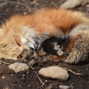 the-short-musician avatar