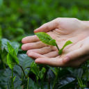 the-silver-pegasus avatar