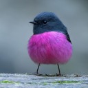 the-singer-of-smoke avatar