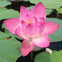 the-single-element avatar