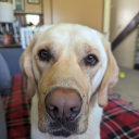 the-sky-lies-open avatar