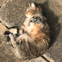 the-skylarker avatar