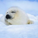 the-sleepy-seal avatar