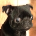 the-smolest-pug avatar