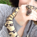 the-snakeshow avatar