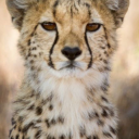 the-songbird35 avatar